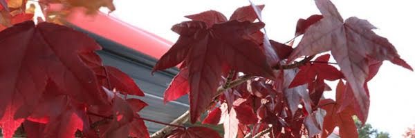 Reope_br's profile banner image