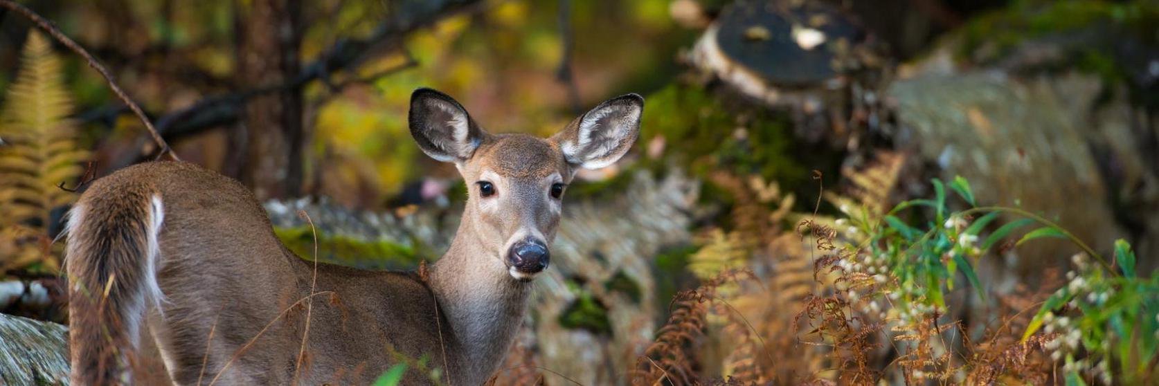 dasarxeio com banner