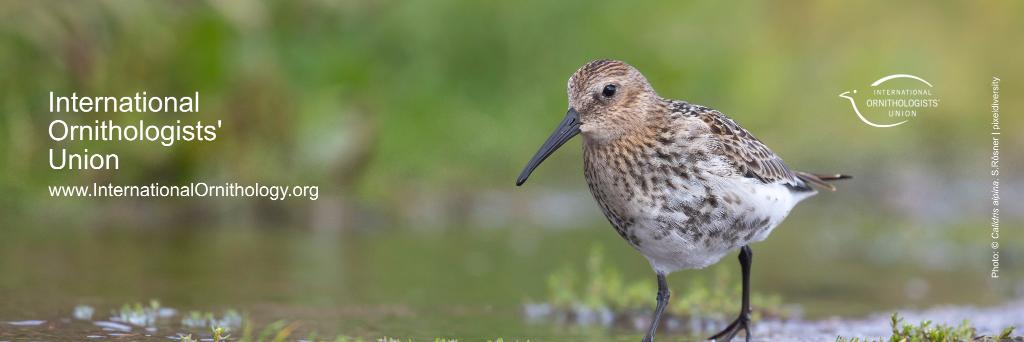 IOU - International Ornithologists' Union banner