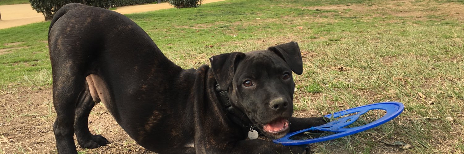 Verushka Lashkoff banner