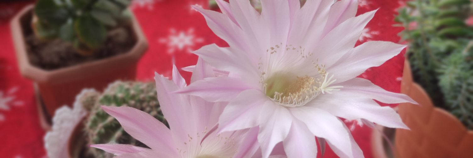 esin_akyuz's profile banner image