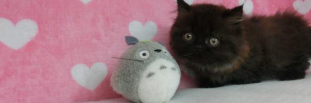 roynyan's profile banner image