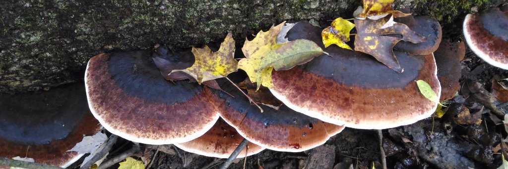 Simycology's profile banner image