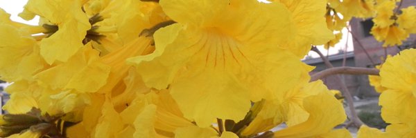 ChacoffNatacha Profile Banner