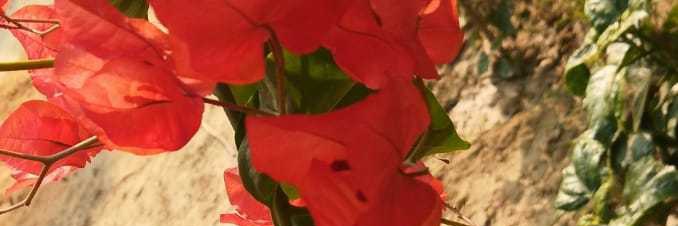 Pratima Pandey banner