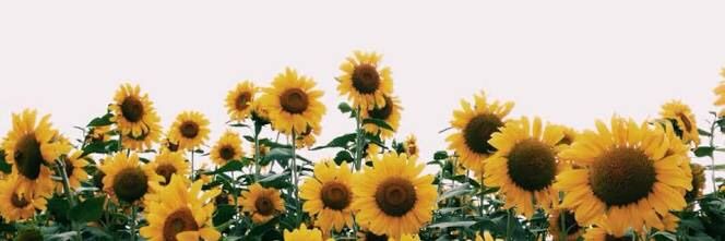 Miss Jones MFL 💭🌍 banner