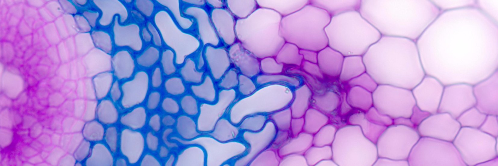 Hemsley Lab banner