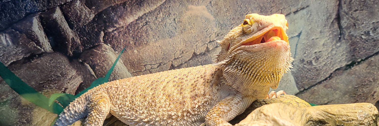 AngLeezard's profile banner image