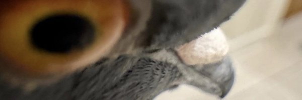jigrasmut_ Profile Banner