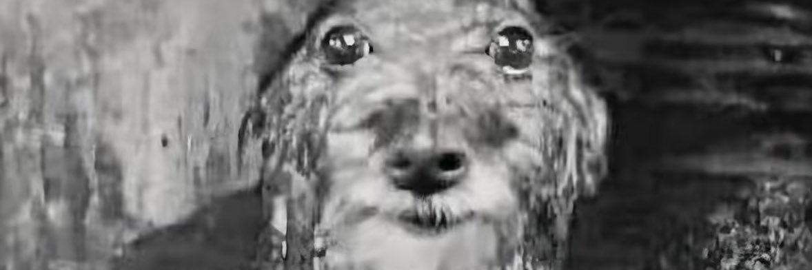 myceliummilf's profile banner image