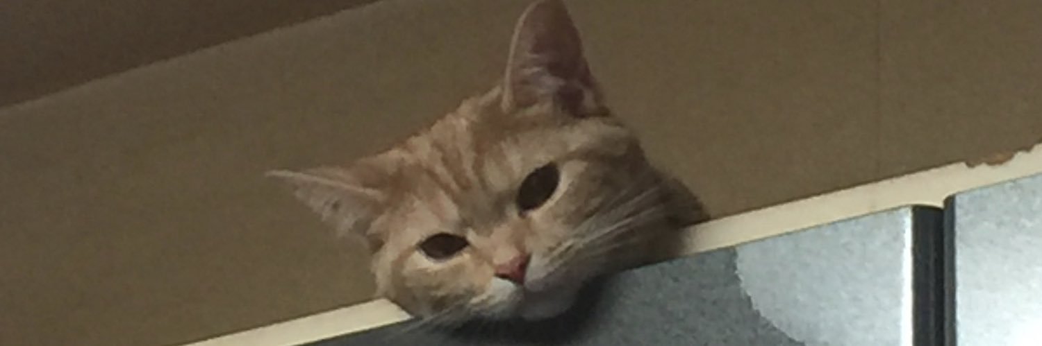 kagiboo's profile banner image