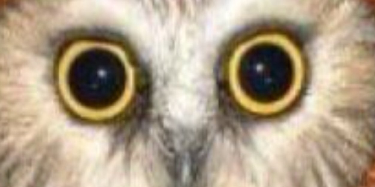 CepniT's profile banner image