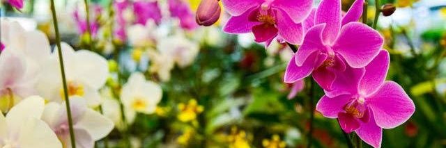 risha desiana banner