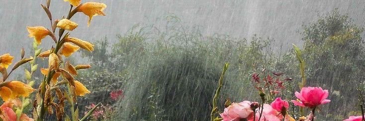 newm00npixie's profile banner image