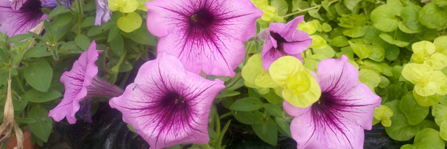 lilac_bell's profile banner image