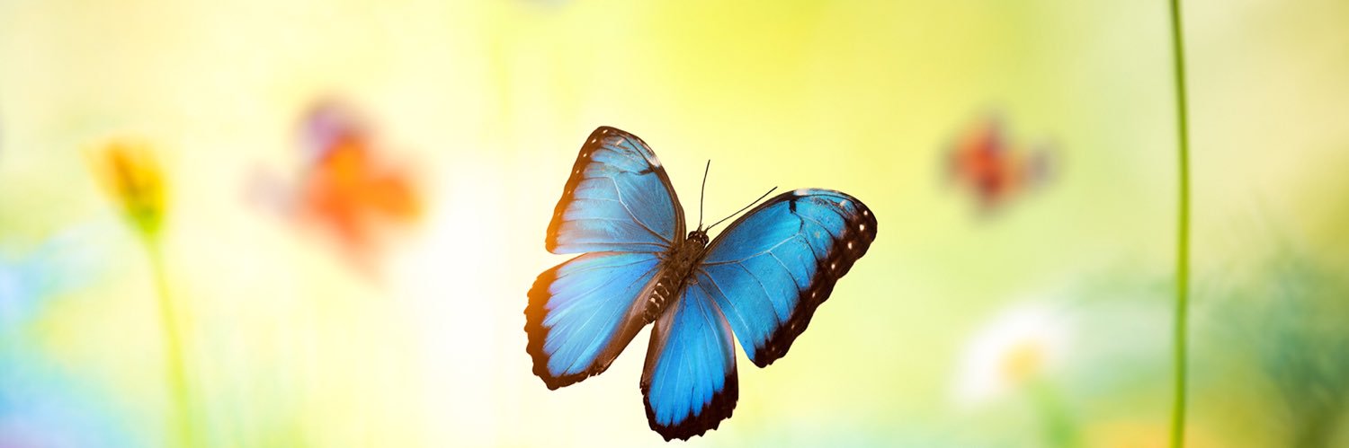 Butterfly_8454's profile banner image
