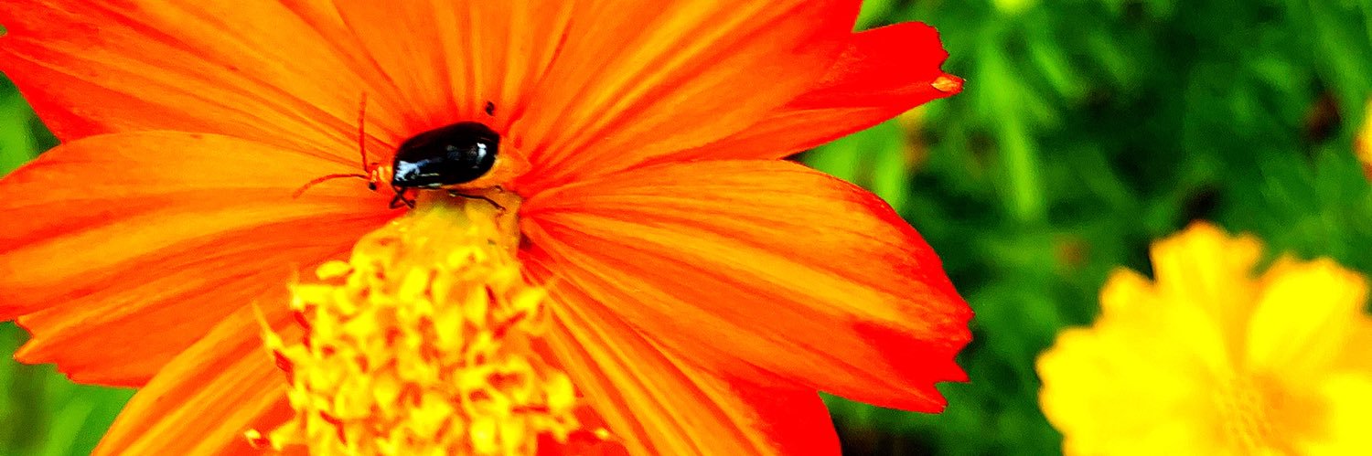 ciro_milu's profile banner image