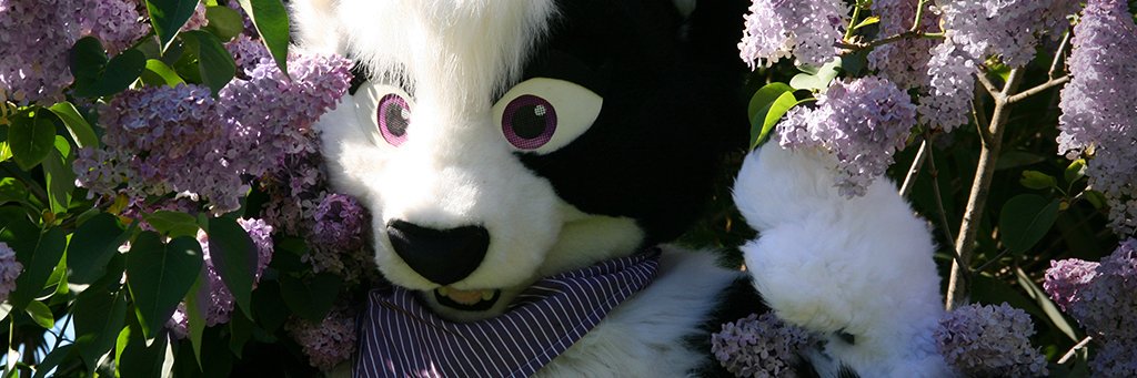 Chii banner