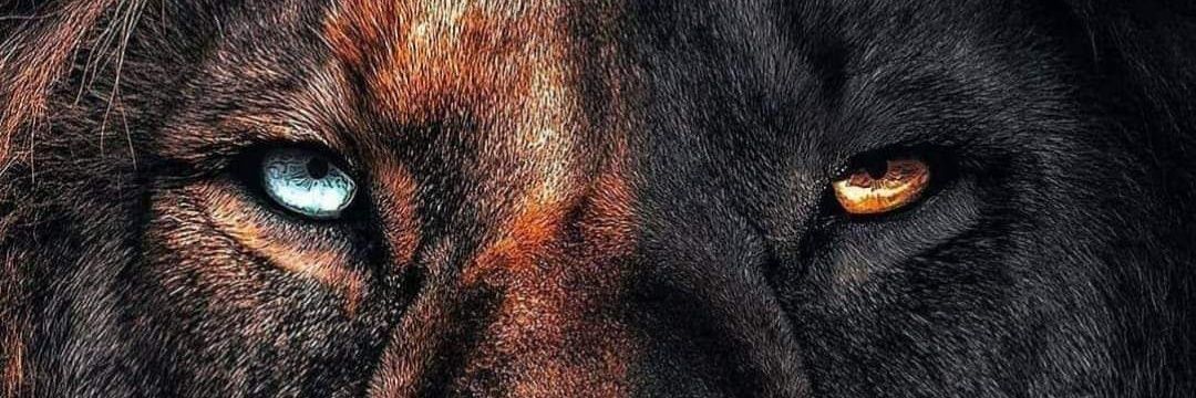 CodBeastPt2's profile banner image