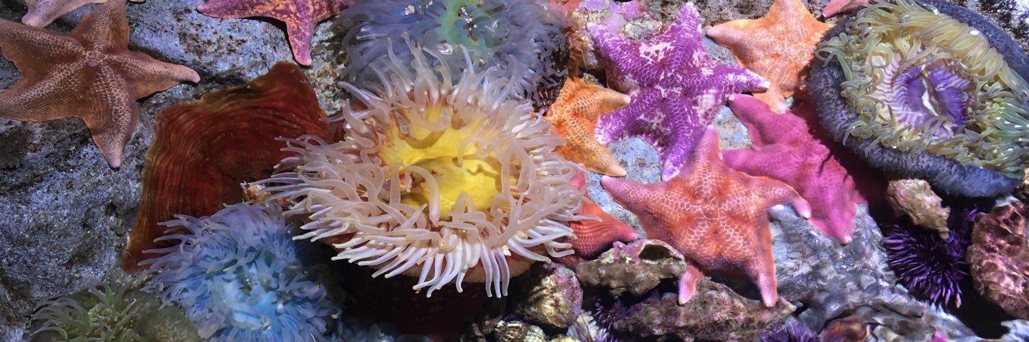 K. Denise Rucker Krepp banner