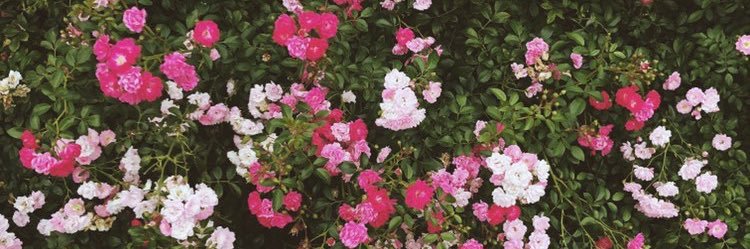 yurikeWN's profile banner image