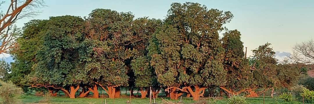 Abderahamane B.K. MARIKO banner