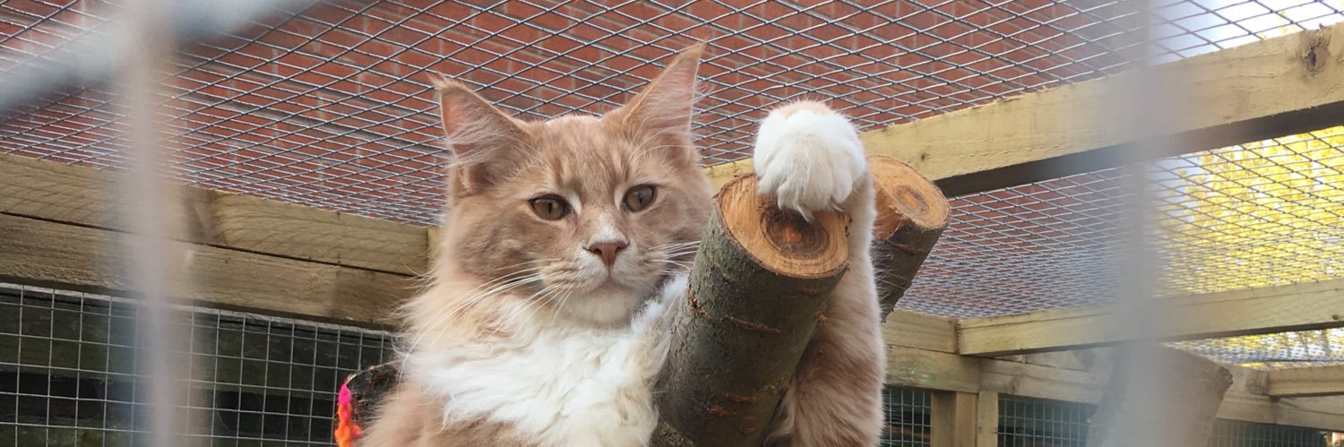 RMainecoon's profile banner image