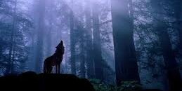 The4WolfPack's profile banner image