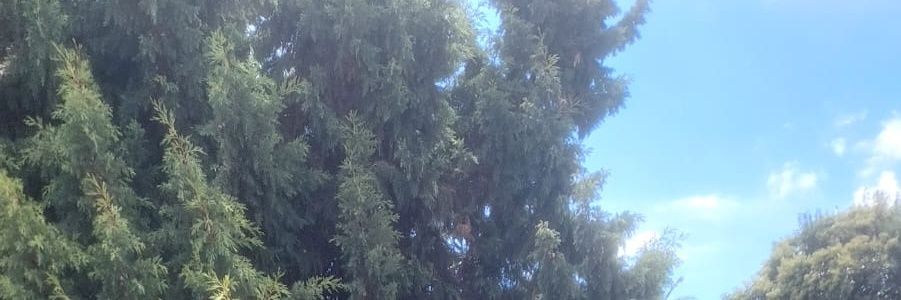 Monoldo banner
