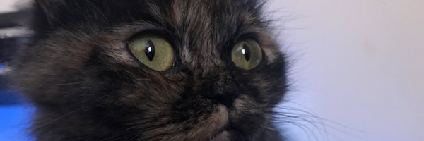 AmusingSloth Profile Banner