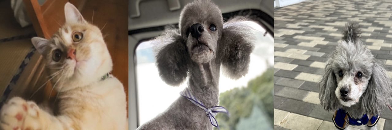 びっくぼ✳︎FlyingOwl📷△ banner