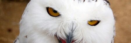 roga650's profile banner image
