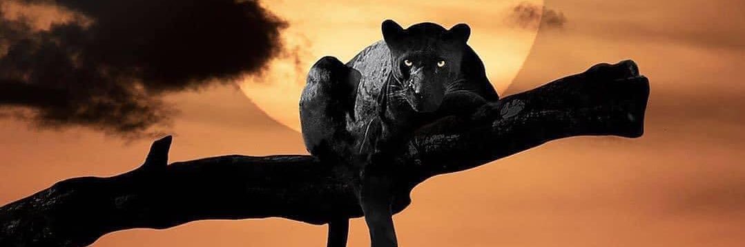 Mohamed Osman banner