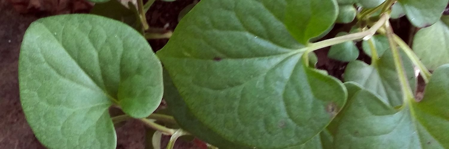 DamnJaded's profile banner image