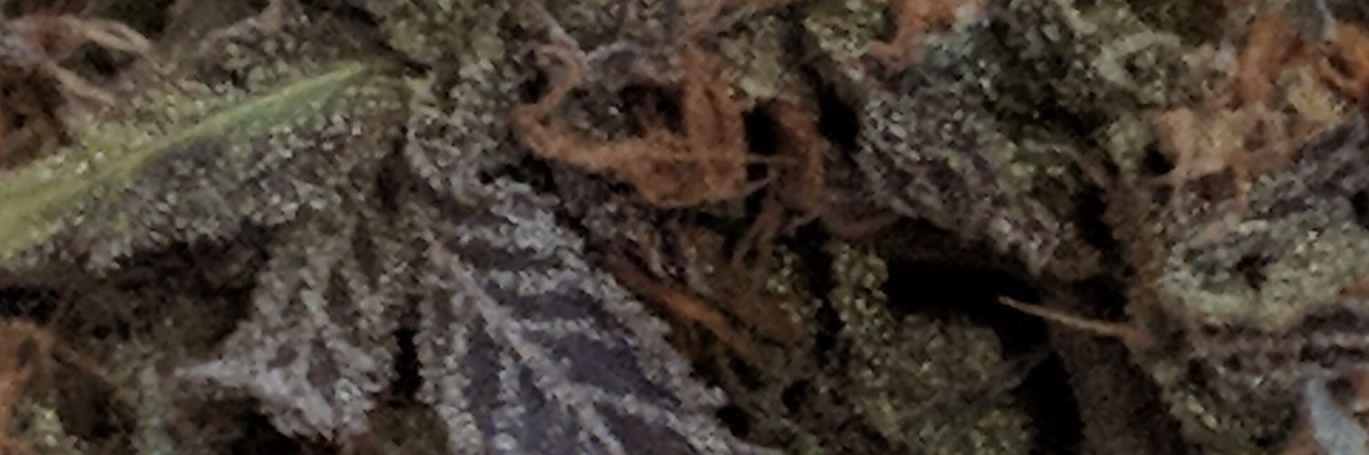 JournalGreenly's profile banner image