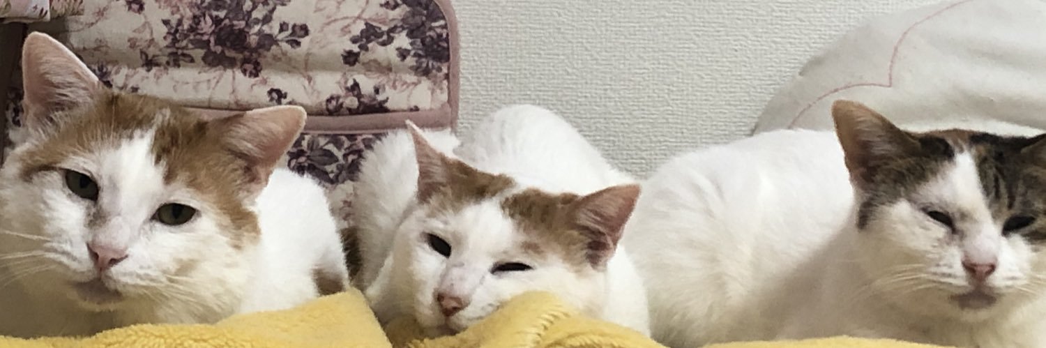 chapoonatrui's profile banner image