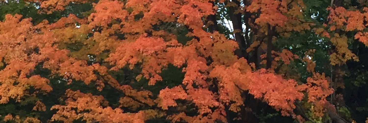 MmeCarson's profile banner image