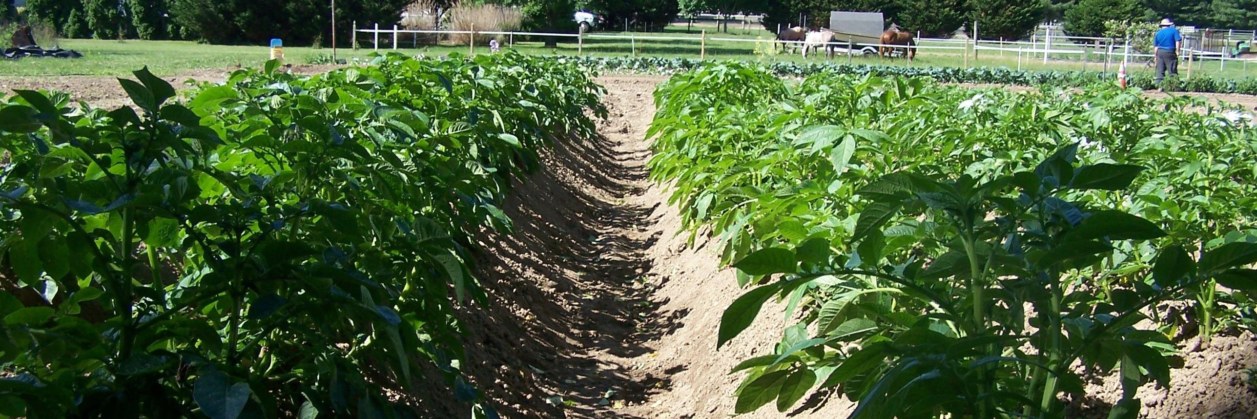 Sparkle Farms DE (@SparkleFarms) / Posts / X