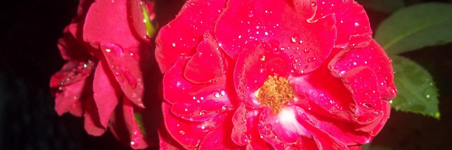 raquelcsrr's profile banner image