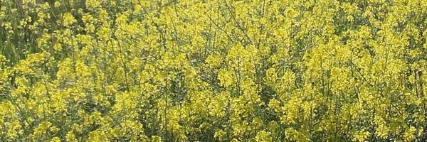 apijuanv Profile Banner