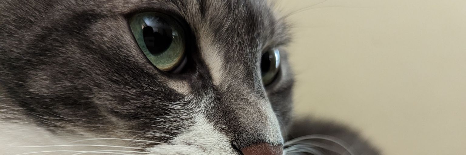 TurtleGangBanks's profile banner image