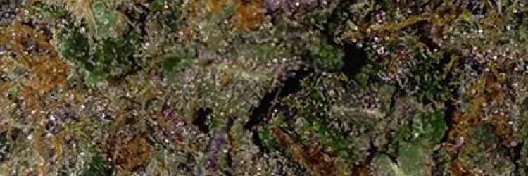 KushcakeRicci's profile banner image