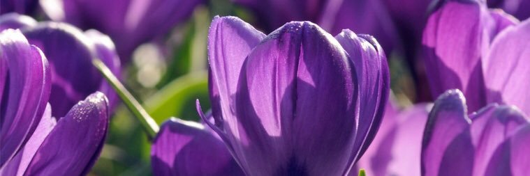 Brandon Violet banner