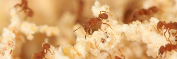 MarianeRonque Profile Banner