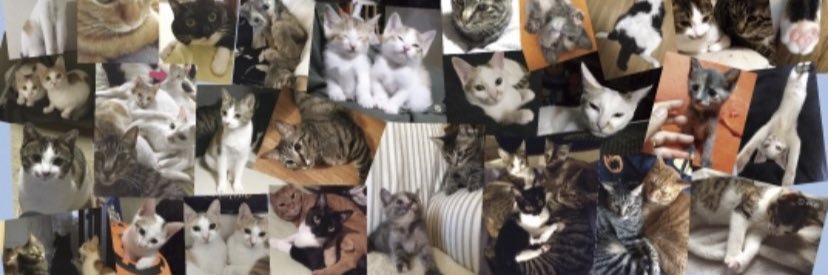 猫好きYOU | THE SOUND BEE HD | MARY RUE banner