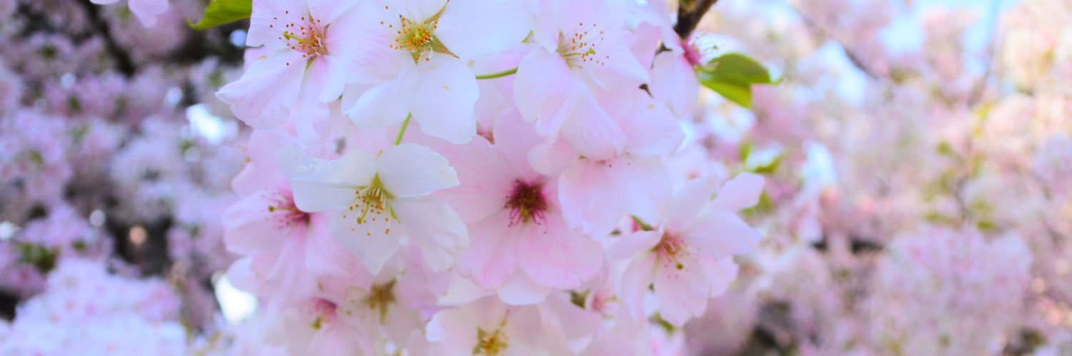 naopeeen__96's profile banner image