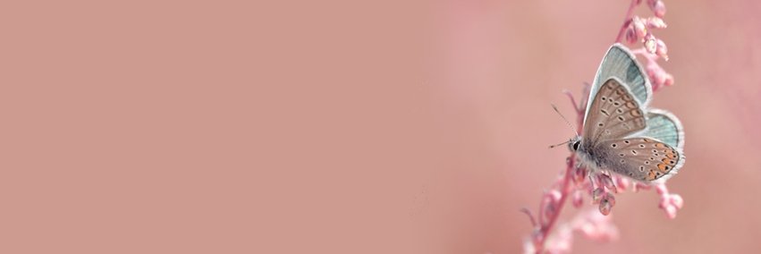 thaysbonini's profile banner image