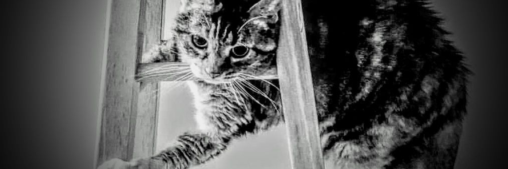it_is_elliott's profile banner image