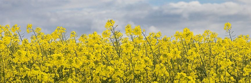 sjlangs's profile banner image