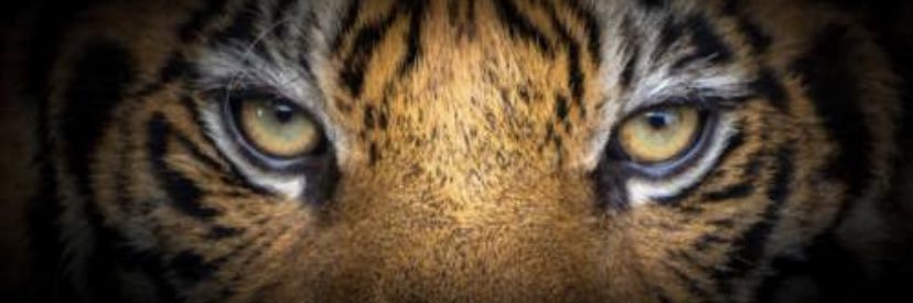 Terry Leonard Jr banner